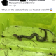 Ilustración para el artículo titulado Encuentra una serpiente de dos cabezas en su jardín, un hallazgo extremadamente raro según los expertos